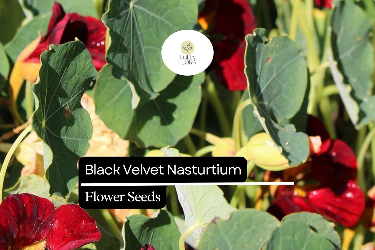 Black Velvet Nasturtium (Tropaeolum majus) – Striking Dark Flowers, Edible Blooms, Ideal for Gardens and Containers