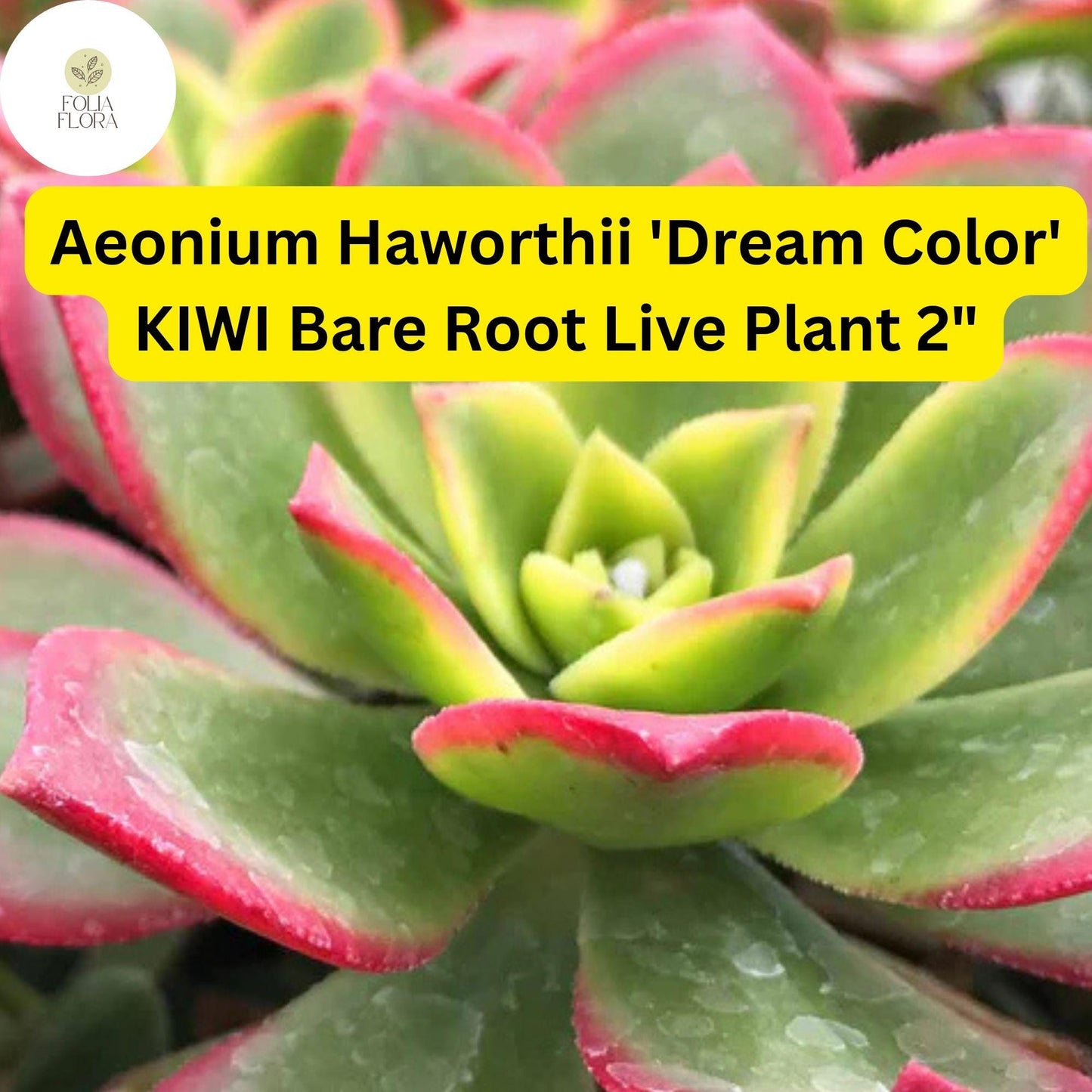 Aeonium haworthii ‘Dream Color’ Kiwi | 2 Bare Root 2" Live Succulent Plants | Variegated Rosettes, Drought-Tolerant
