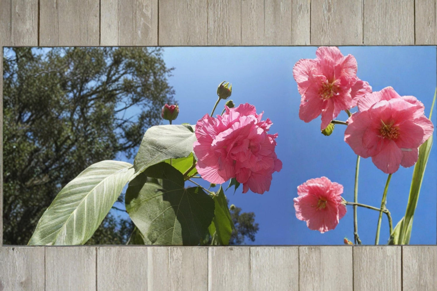 Cotton Rose 4 Cuttings (Hibiscus mutabilis) Color Changing Flower Shrub
