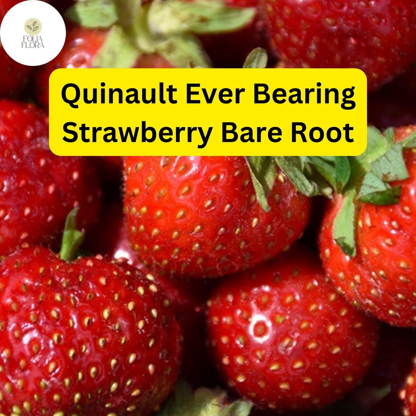 Quinault Ever Bearing Strawberry Plants - 25 Bare-Root Plants for Continuous Harvest