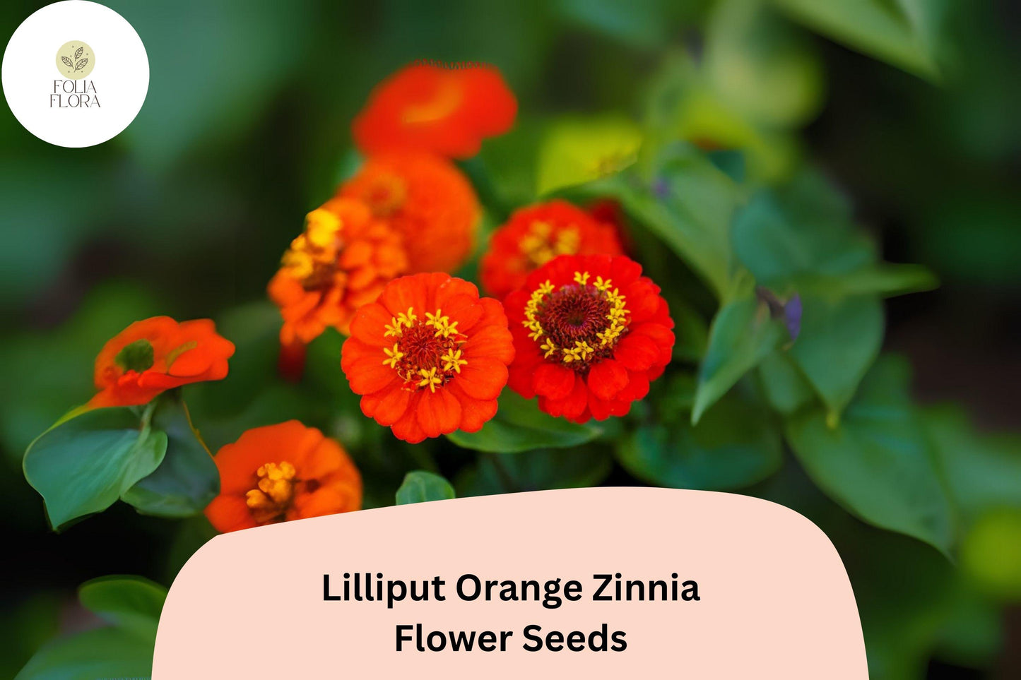 100+ Lilliput Orange Zinnia Seeds – Mini Pompon Blooms for Borders, Edging & Summer Gardens