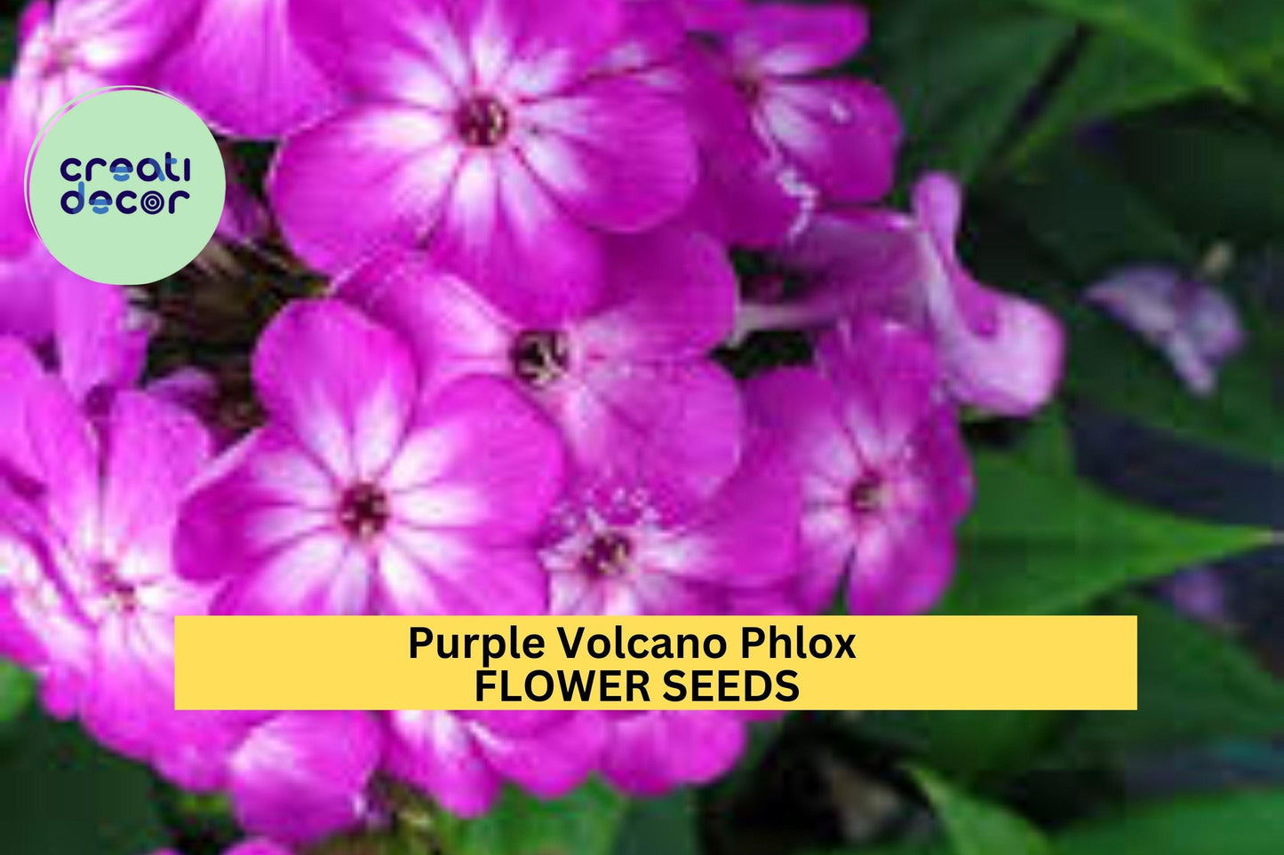 100+ Purple Volcano Phlox Seeds – Vivid Magenta-Purple Blooms for Garden Planting, Long-Blooming Perennials for Borders – USA