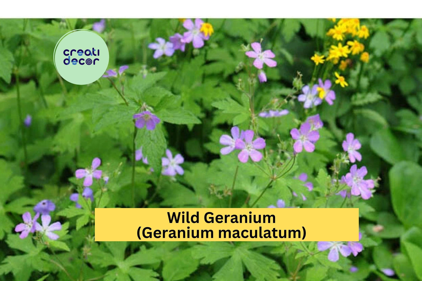 Wild Geranium Plants | Geranium maculatum Bare Root Set of 15 | Hardy Perennial Native Flowering Plant for Outdoor Gardens
