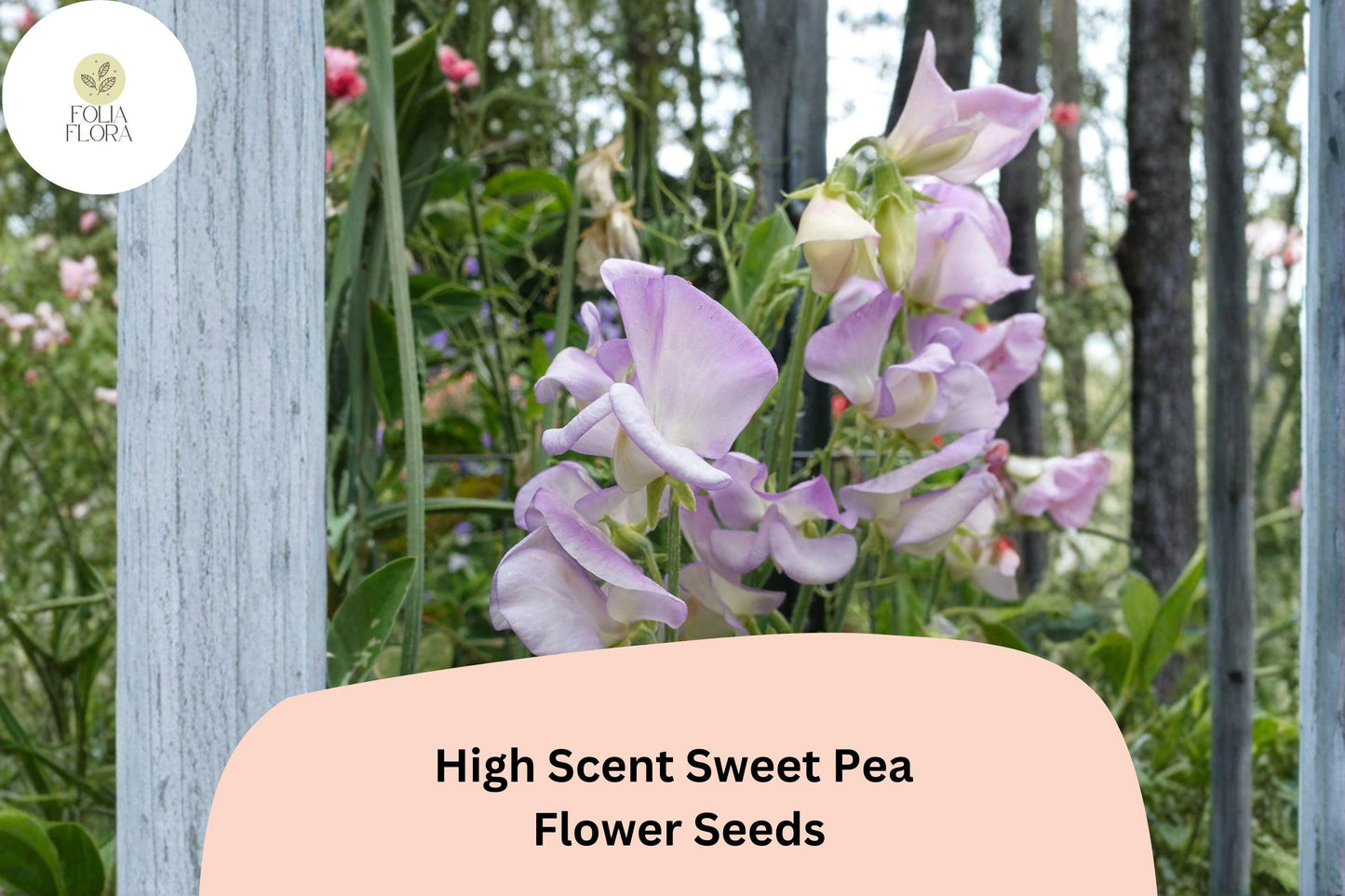 50+ High Scent Sweet Pea Seeds | Pale Lavender Climbing Flowers for Trellis & Garden
