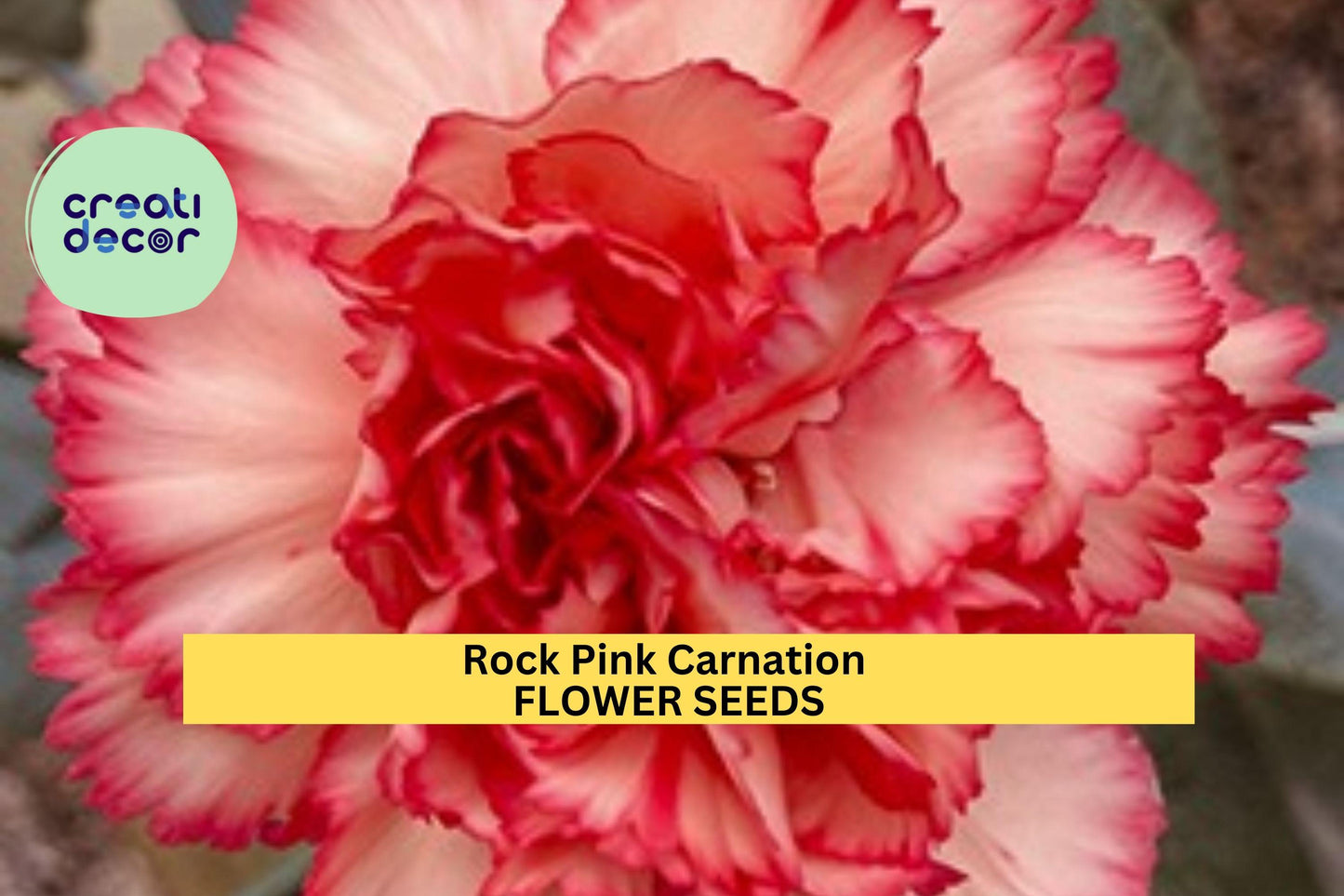200+ Rock Pink Carnation Seeds – Fragrant Pink Blooms for Garden Planting, Hardy Perennials for Borders & Bouquets – USA