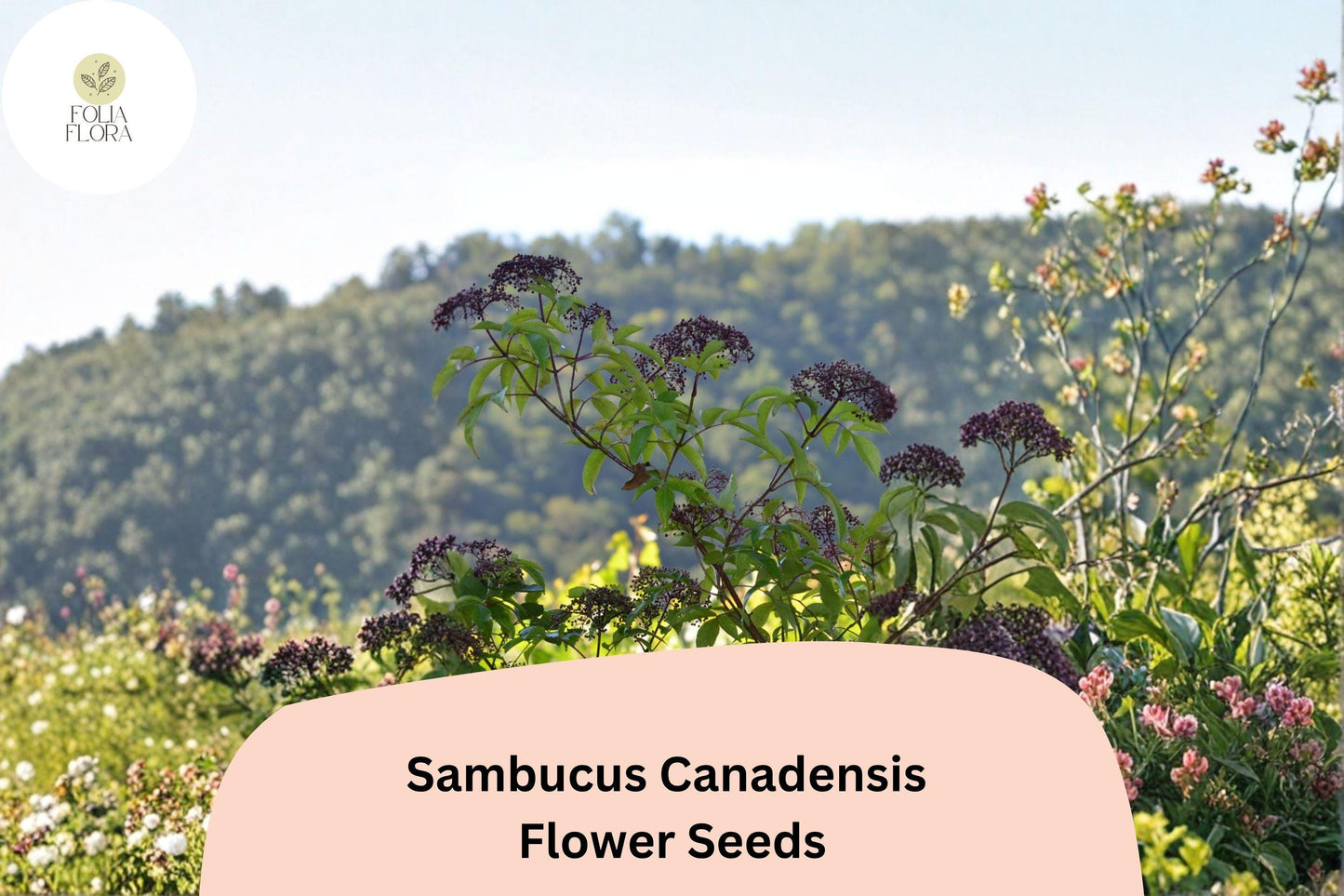 100 Sambucus canadensis Seeds | American Elderberry | Native Shrub for Wildlife & Garden Planting
