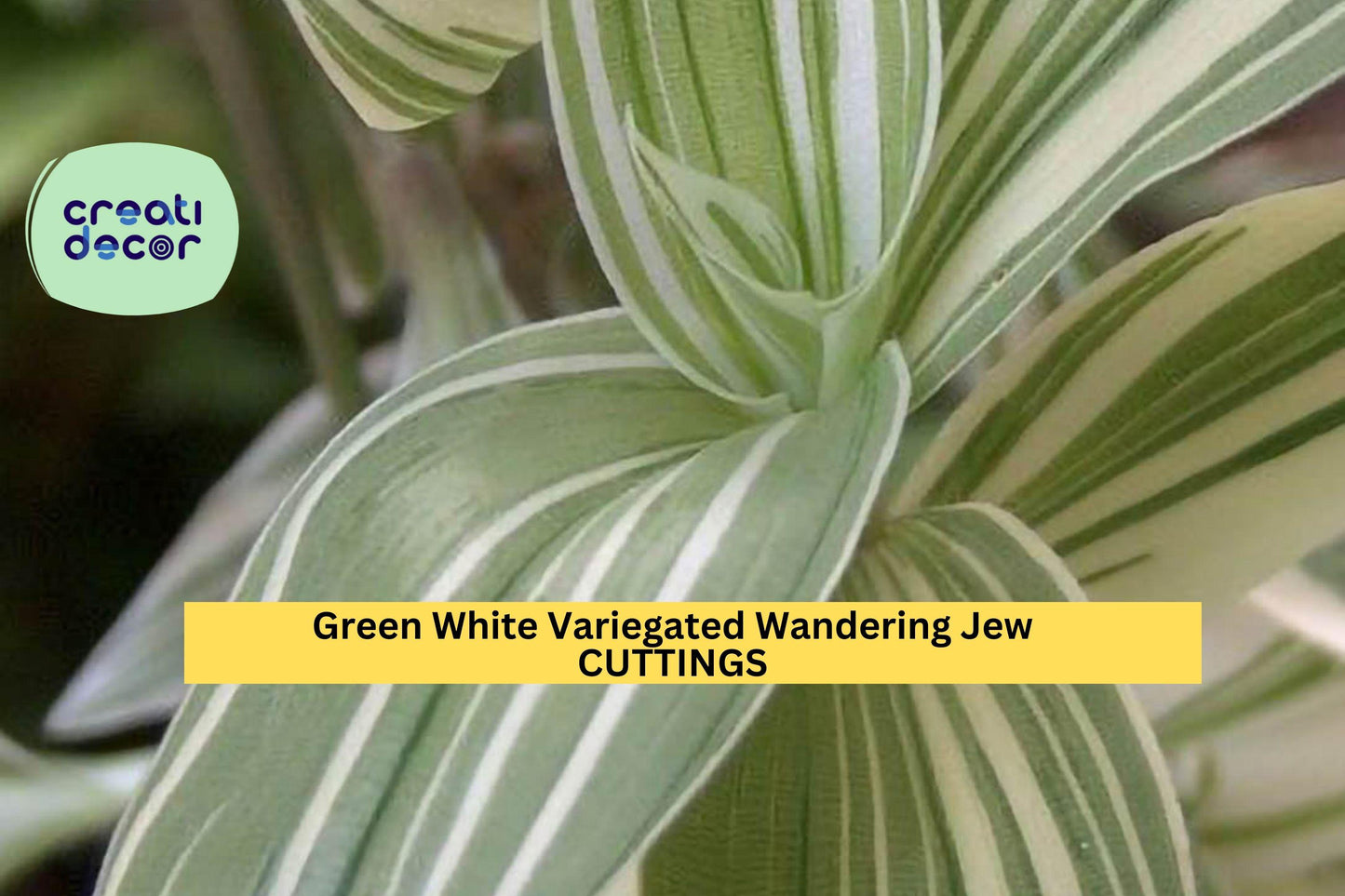 10 Tradescantia Albiflora Cuttings | Green White Variegated Wandering Jew | Easy Indoor Houseplant Starter | Hanging Basket Plant