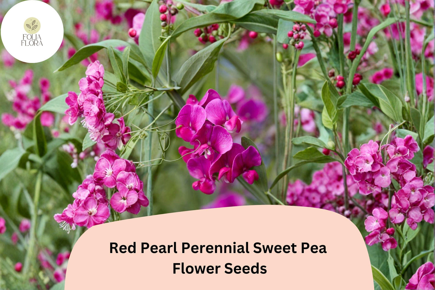 50+ Red Pearl Perennial Sweet Pea Seeds | Lathyrus latifolius Red Climbing Flower Vine for Garden Trellis