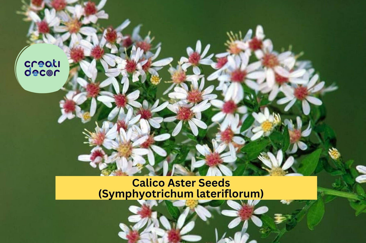 Calico Aster Seeds (Symphyotrichum lateriflorum) – 100 Seeds – White Native Perennial Wildflower for Pollinator and Woodland Gardens