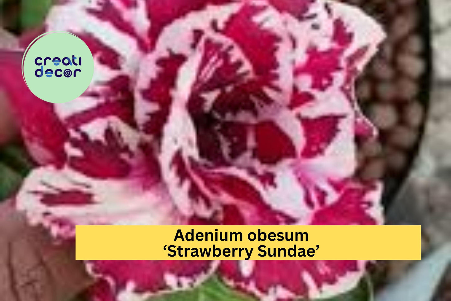 Adenium obesum ‘Strawberry Sundae’ | Desert Rose Live Rooted Seedling Plant | 4–6" Tall Succulent Shrub