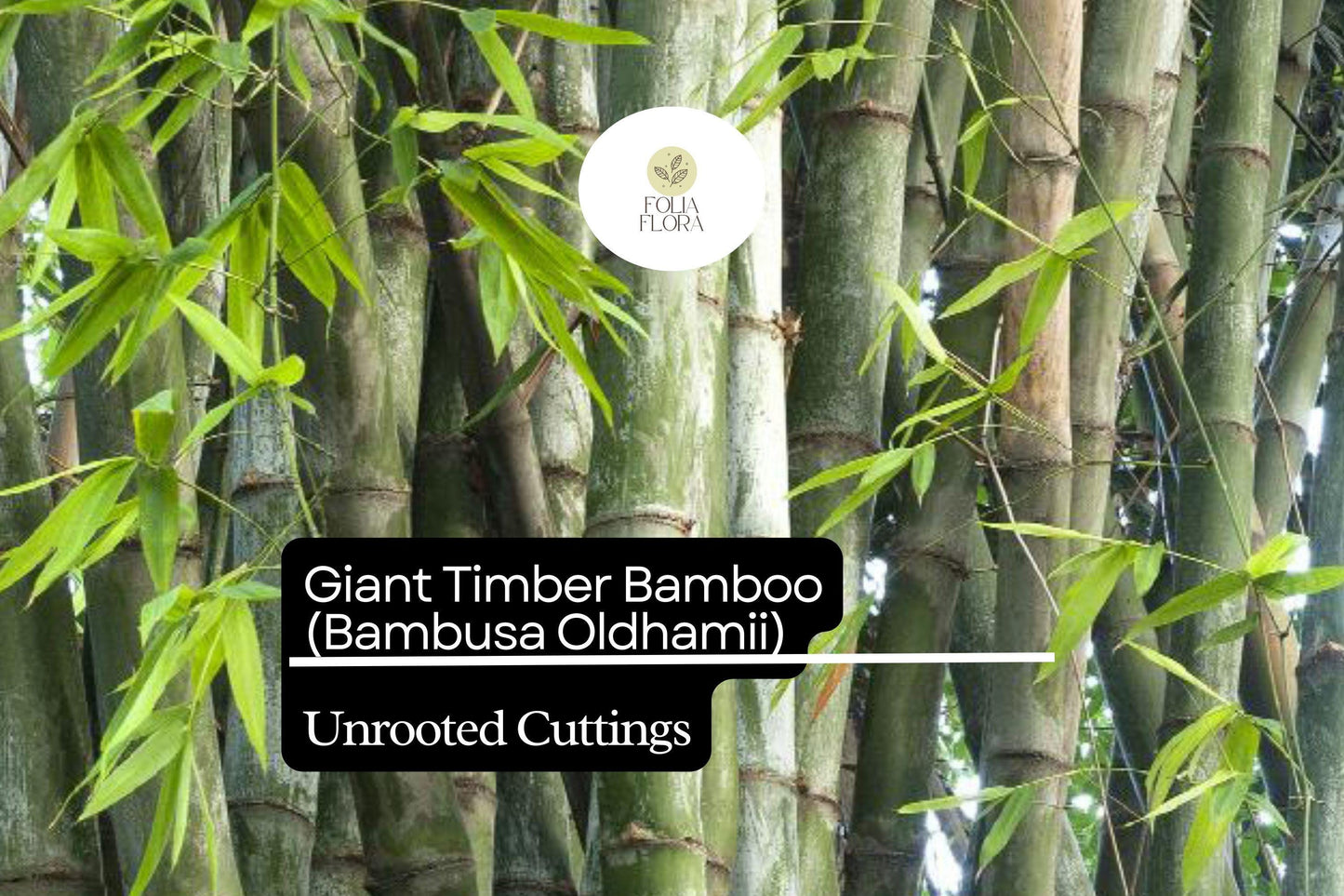 1 Unroot Cuttings Giant Timber Bamboo (Bambusa oldhamii) | Fast-Growing Privacy Screen