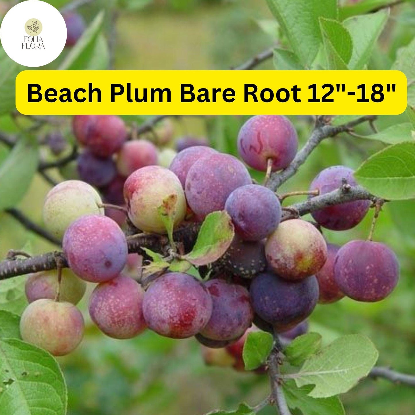 1 Prunus maritima Beach Plum - Live Bare Root Plant 12"-18" for Zones 3-9 - Edible Fruit, Hardy Shrub
