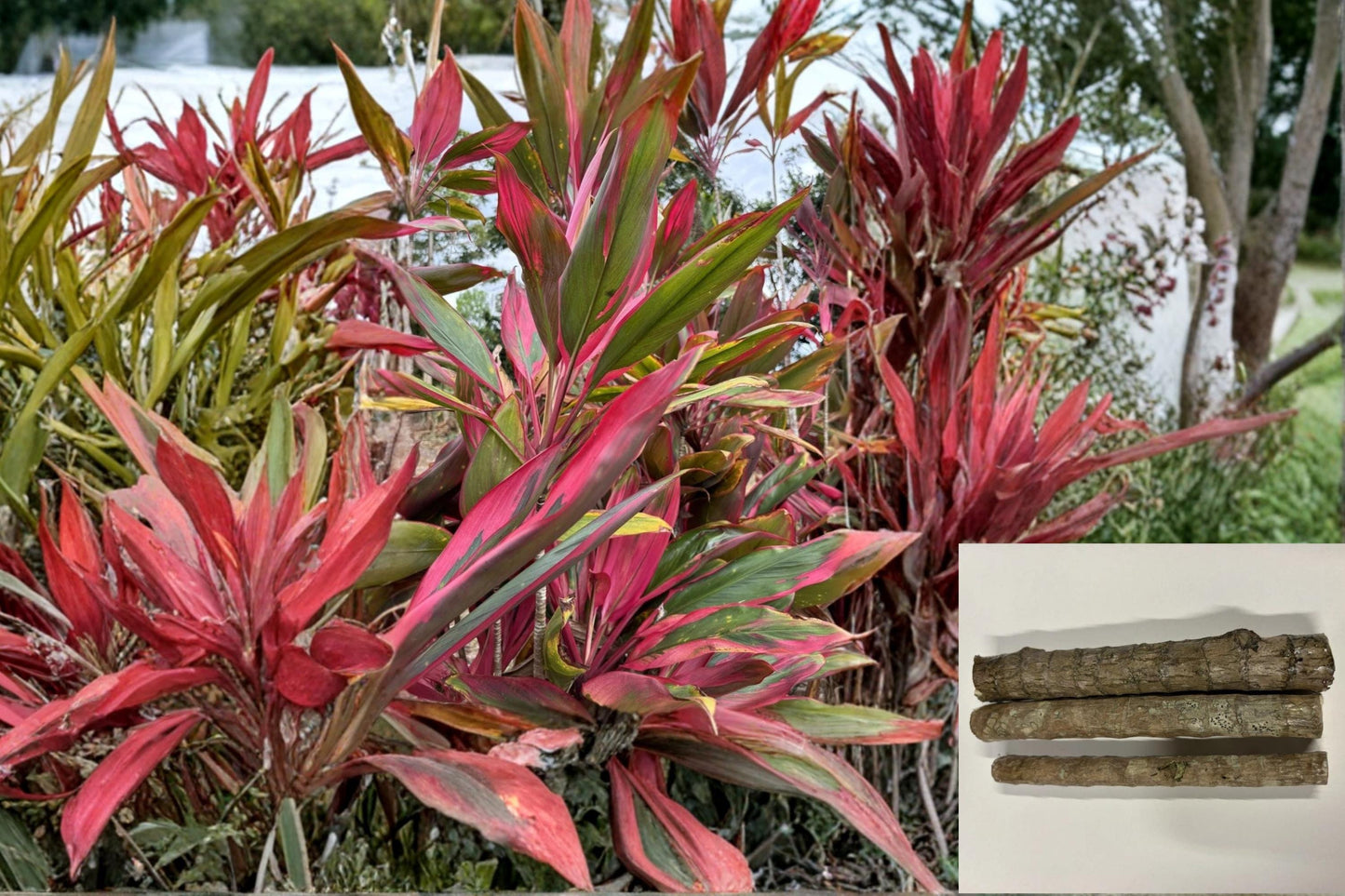 Hawaiian Green Pink Red Hybrid Ti Leaf 10 Cuttings 6 Inch (Cordyline fruticosa)