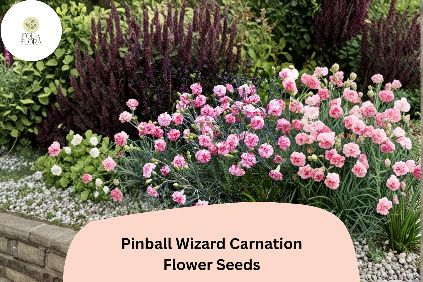 200+ Pinball Wizard Carnation Seeds for Garden Planting | Dianthus caryophyllus | Vibrant Pink & White Blooms