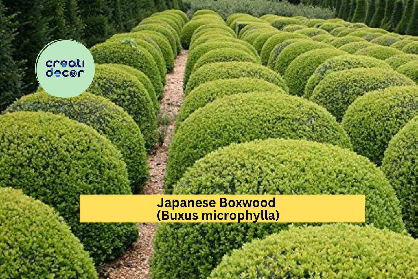 Japanese Boxwood Live Plants | Set of 6 Buxus microphylla Starter Shrubs | Evergreen Landscape Plants for Hedges and Borders