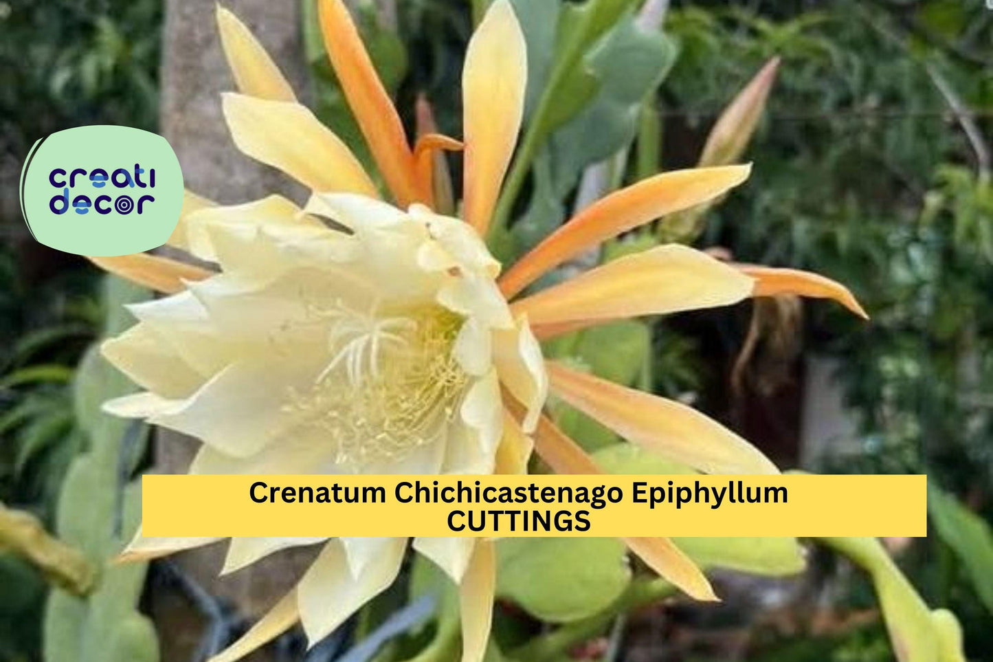 3 Epiphyllum ‘Crenatum Chichicastenango’ Cuttings – Orchid Cactus Stems | Exotic Night-Blooming Plant for Pots or Hanging Baskets