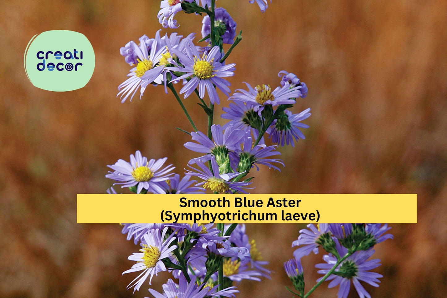 Smooth Blue Aster Seeds (Symphyotrichum laeve) – 100 Native Perennial Seeds | Fall Blooming | Pollinator Friendly | Drought Tolerant