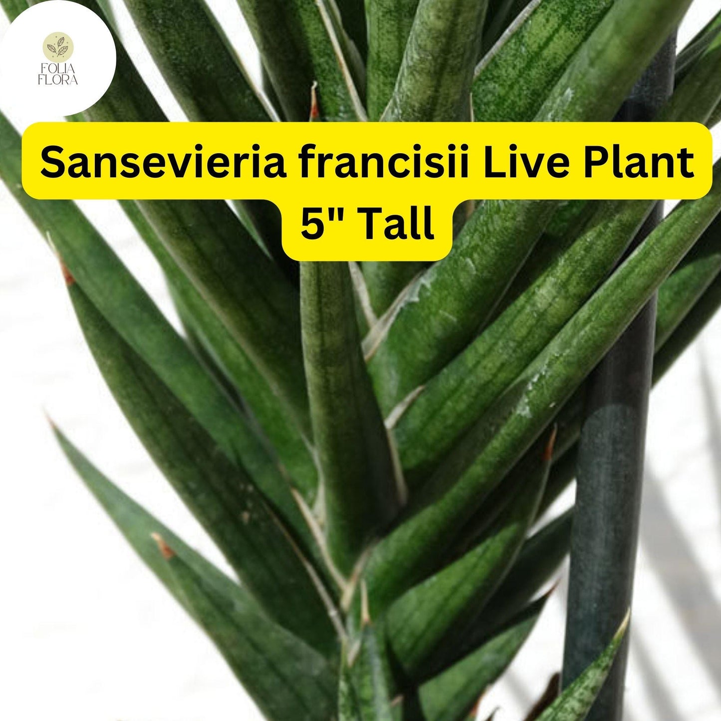1 Sansevieria francisii - Live Succulent Plant 5" Tall - Drought-Tolerant Snake Plant Cactus