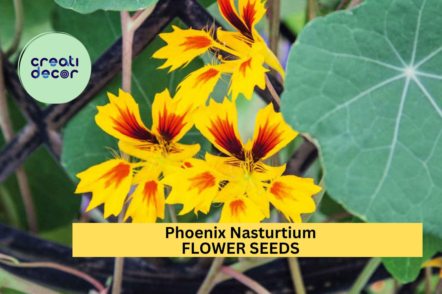 50+ Phoenix Nasturtium Seeds – Fringed, Fiery Blooms for Garden Planting, Edible Flowers for Beds, Borders & Containers – USA