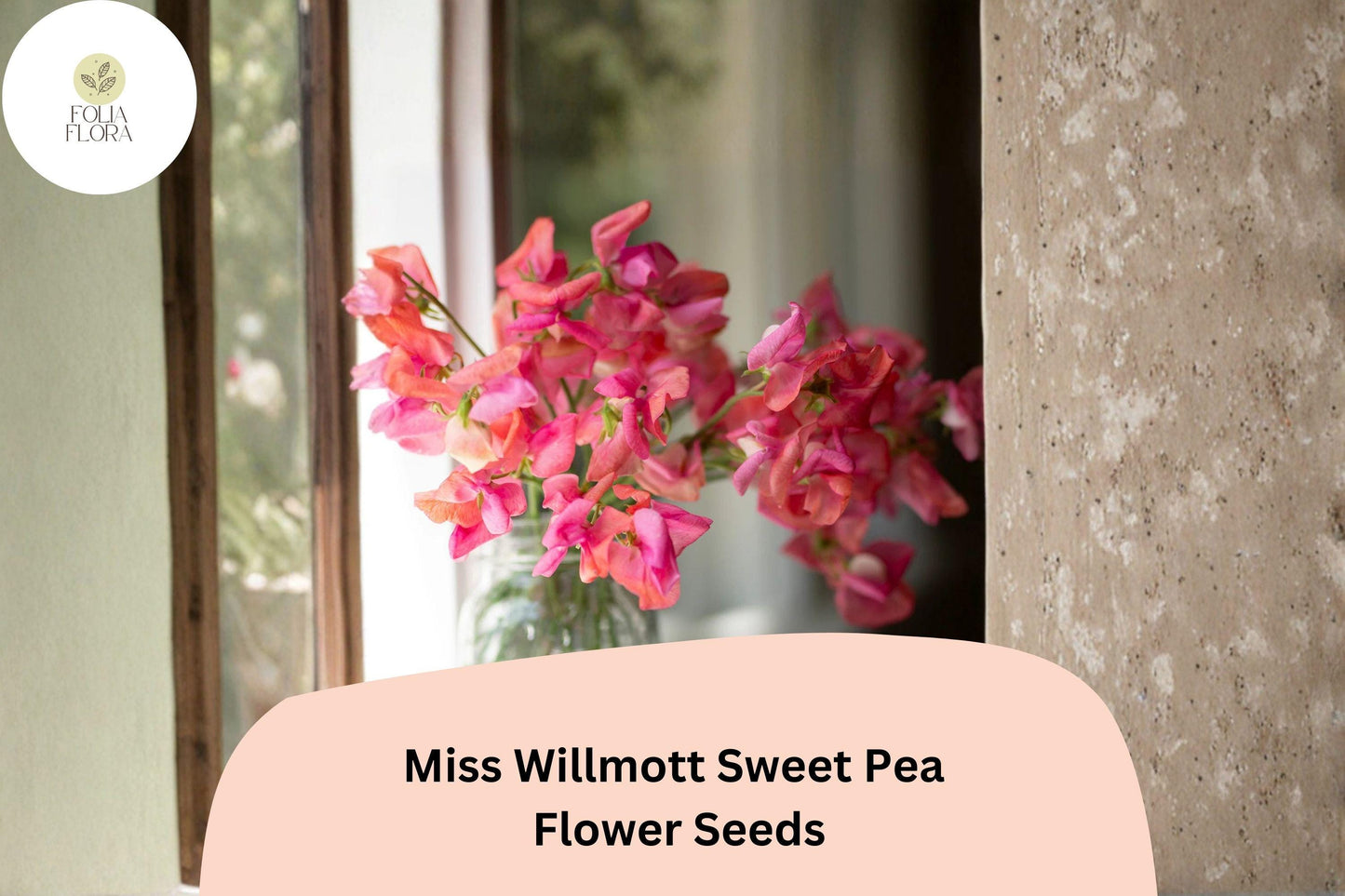 Miss Willmott Sweet Pea Seeds | Lathyrus odoratus Elegant Blooms Garden Planting (50+ Seeds)