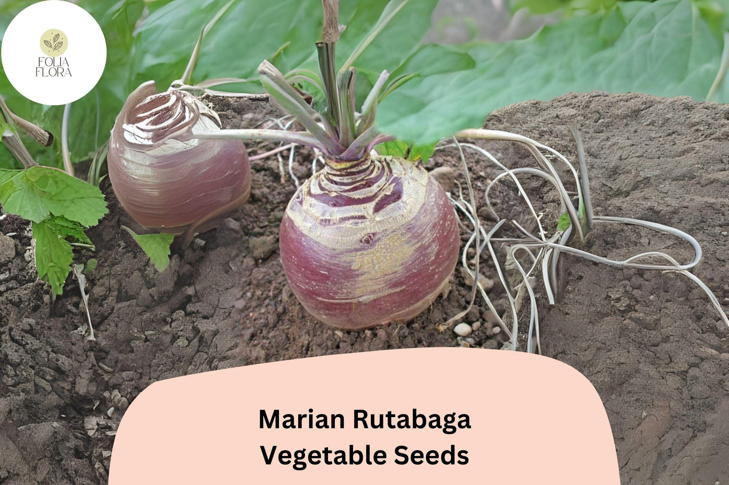 500+ Marian Rutabaga Seeds – Heirloom Root Vegetable Seeds for Garden Planting