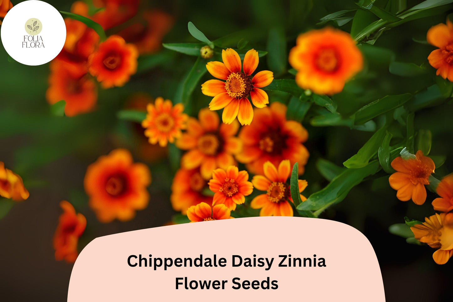 100+ Chippendale Daisy Zinnia Seeds – Classic Daisy-Like Blooms for Summer Gardens & Borders