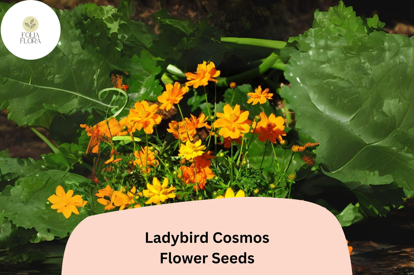 200+ Ladybird Cosmos Seeds | Cosmos Sulphureus Bright Orange Red Mix | Compact Garden Flower Seeds