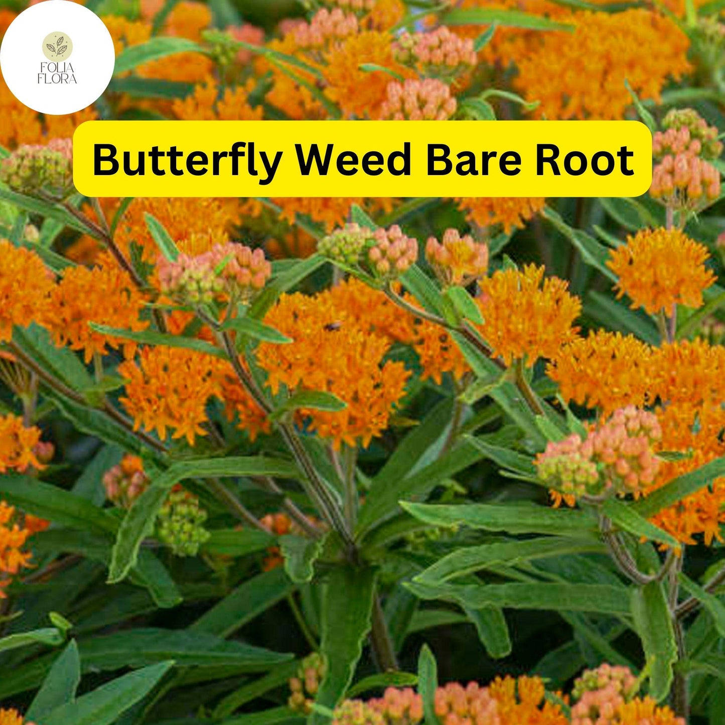 10 Butterfly Weed Plants, Asclepias tuberosa, Bare Root Perennials, Monarch Host & Pollinator-Friendly