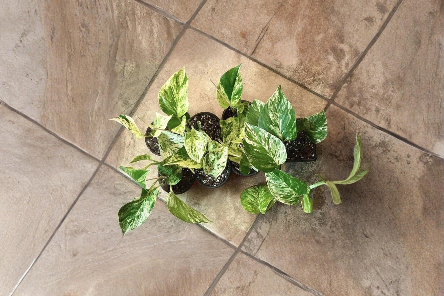 Marble Queen Pothos 5 Rooted Cuttings Variegated (Epipremnum aureum)