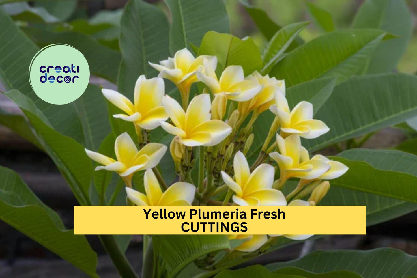 2 Yellow Plumeria Cuttings – 10" Unrooted Single-Head Stems | Plumeria rubra Tropical Flowering Tree for Pots, Borders, or Gardens