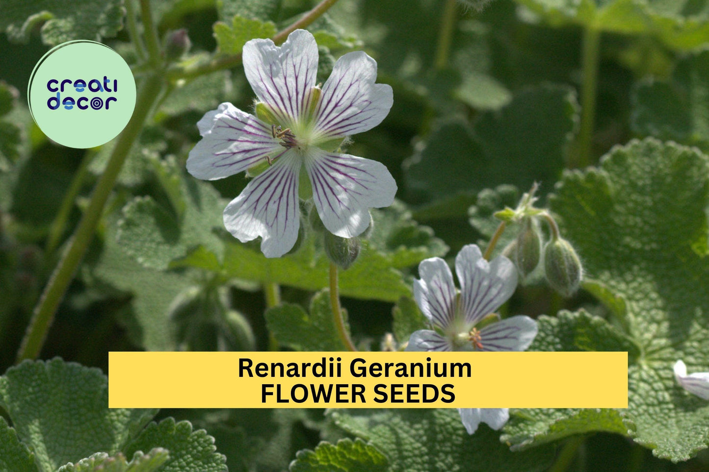 25+ Renardii Geranium Seeds – Textured Foliage & Pale Violet Flowers for Garden Planting, Drought-Tolerant Perennial – USA