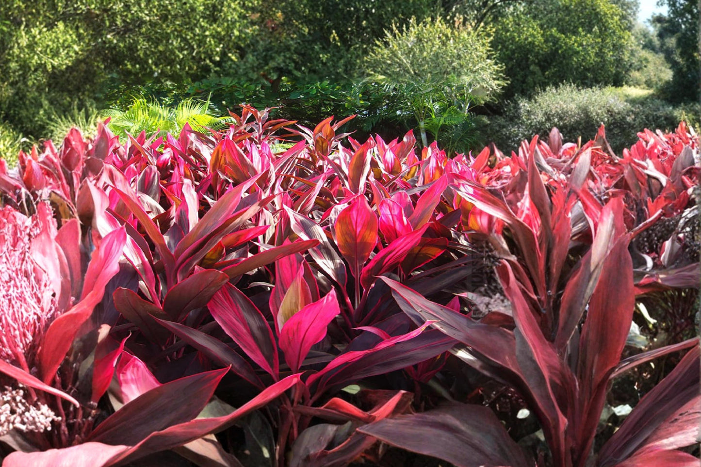Hawaiian Lilinoe Red Ti Leaf 3 Cuttings 6 Inch (Cordyline fruticosa) Unrooted