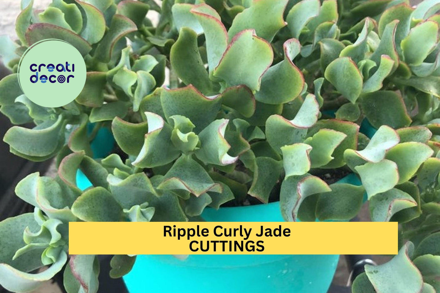 3 Ripple Jade Cuttings – Crassula arborescens undulatifolia | 4–5" Curly Leaf Succulent for Pots, Rock Gardens, or Indoor Containers
