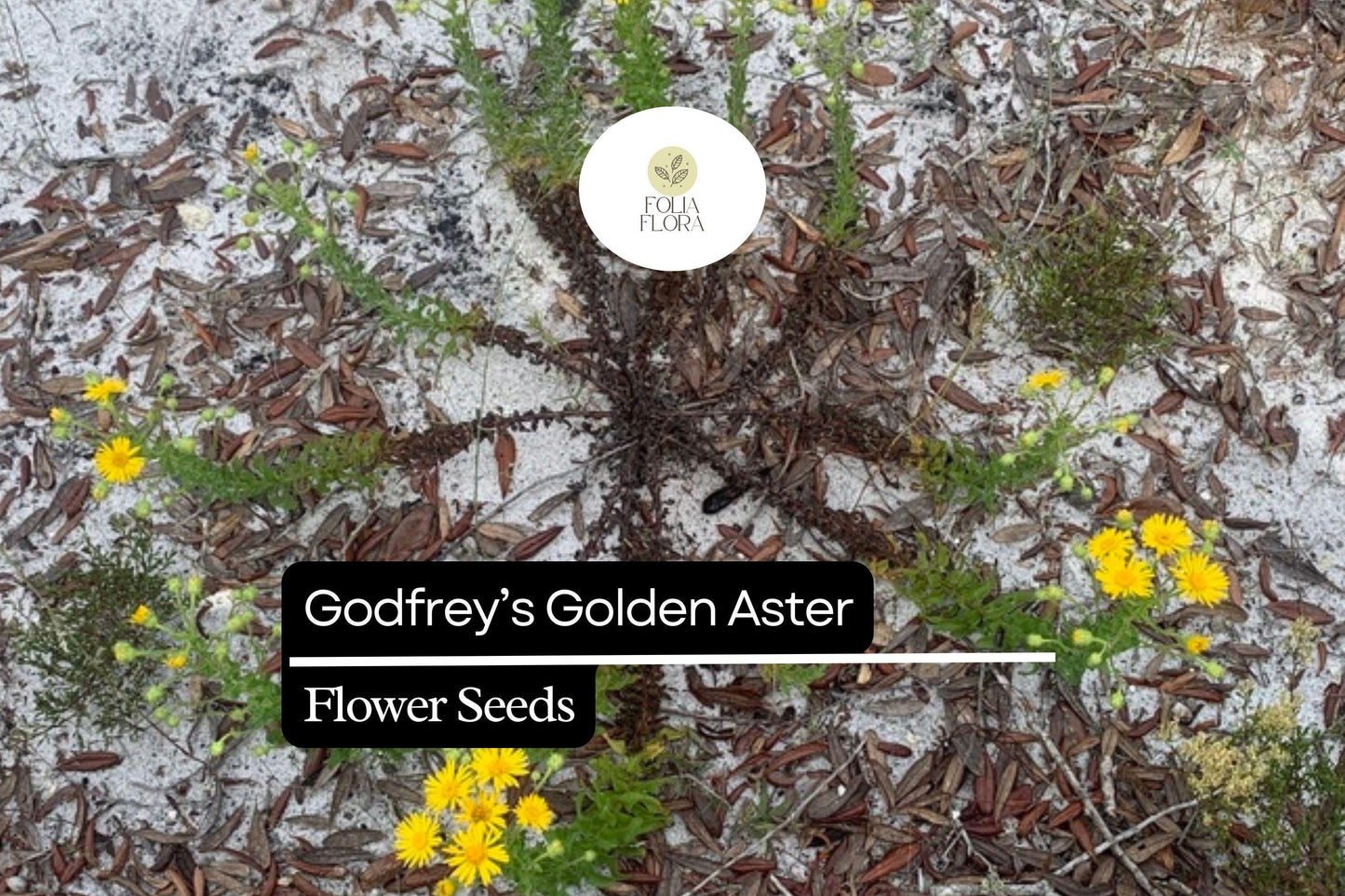 25 Godfrey’s Golden Aster Seeds | Chrysopsis godfreyi | Native Wildflower for Bees & Butterflies | Golden Florida Blooms