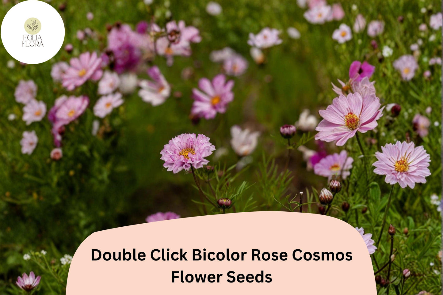 200+ Double Click Bicolor Rose Cosmos Seeds | Cosmos Bipinnatus Pink White Double Flower Seeds