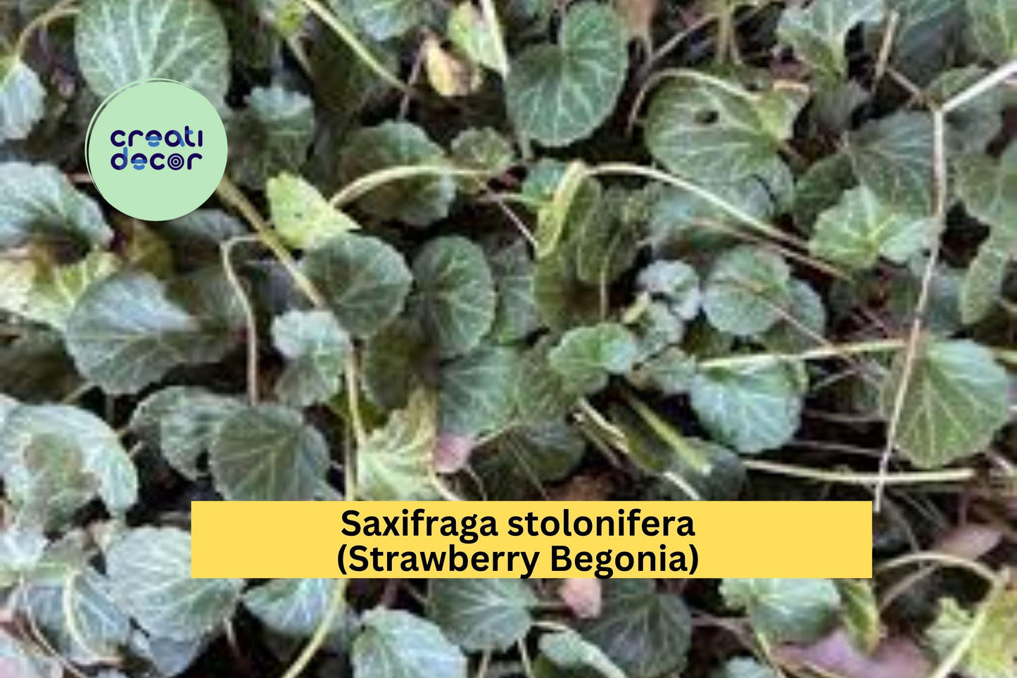 Saxifraga stolonifera Strawberry Begonia | 2 Bare Root Plants | Live Ornamental Groundcover with Trailing Runners