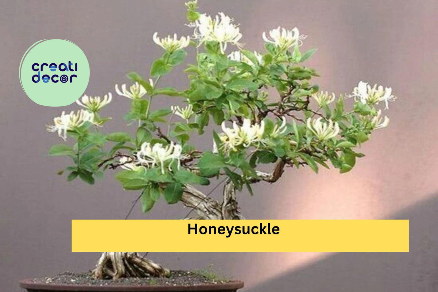4 Honeysuckle Rooted Cuttings – Live Lonicera Plants for Bonsai Training or Garden Growing – Fragrant Hardy Shrub Starter