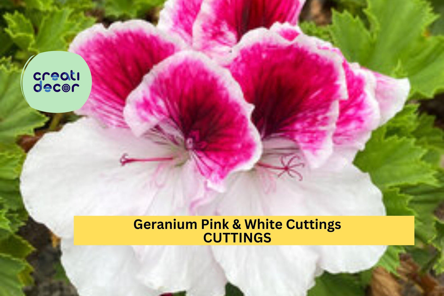 3 Pink & White Geranium Cuttings | Fresh Pelargonium Starter Plants | Flowering Garden or Potting Plant | Easy to Grow USA Seller