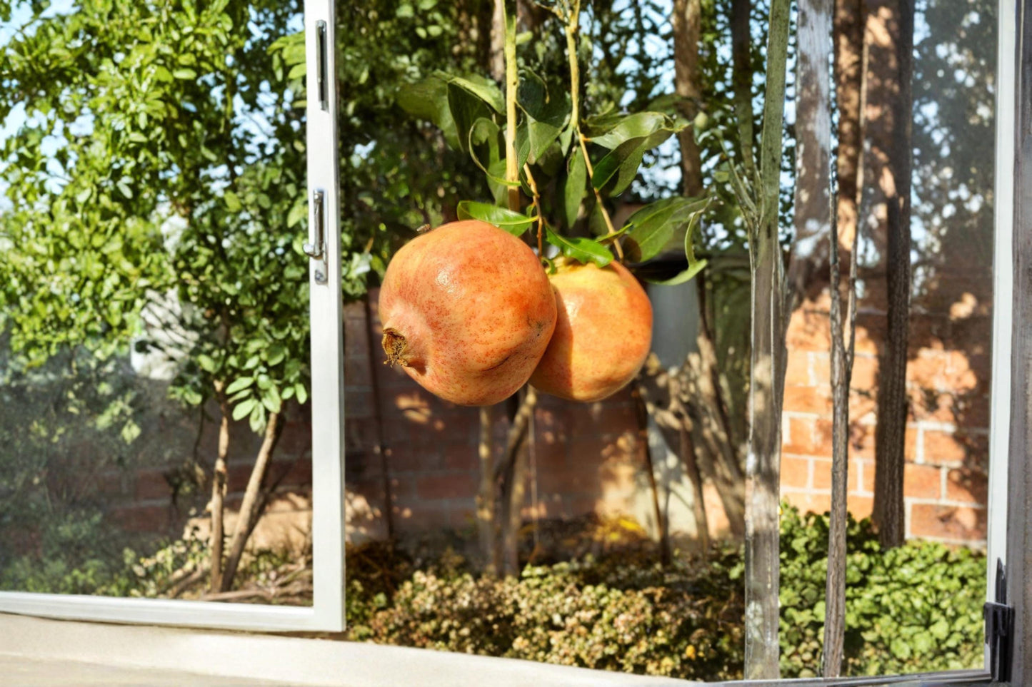 White Pomegranate 10 Cuttings 8-10 Inch (Punica granatum) Unrooted
