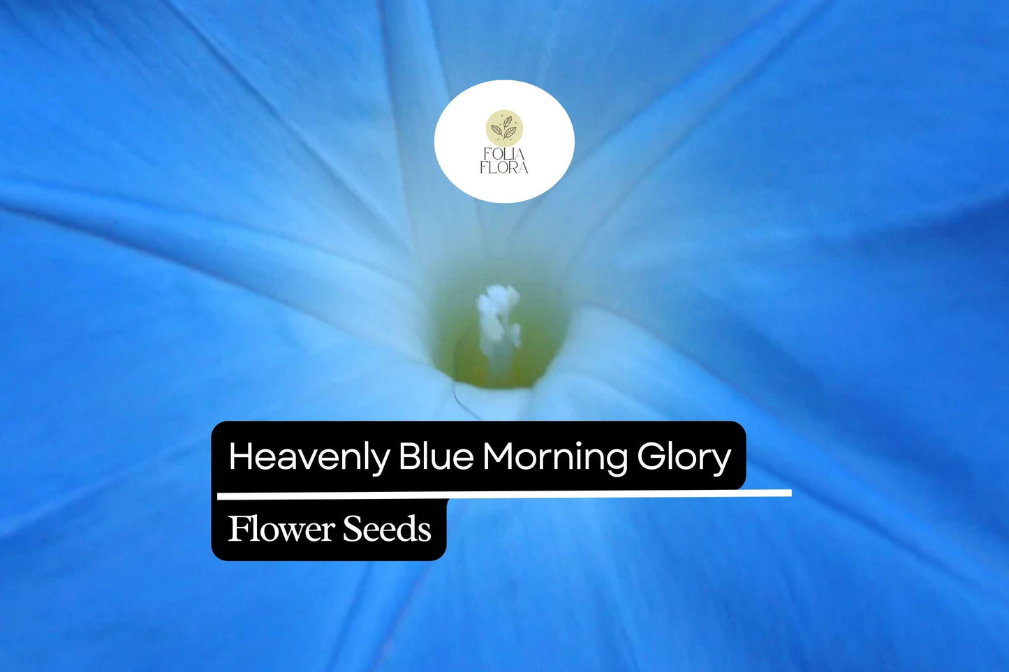 Heavenly Blue Morning Glory (Ipomoea tricolor) – Vibrant Sky Blue Climbing Vine
