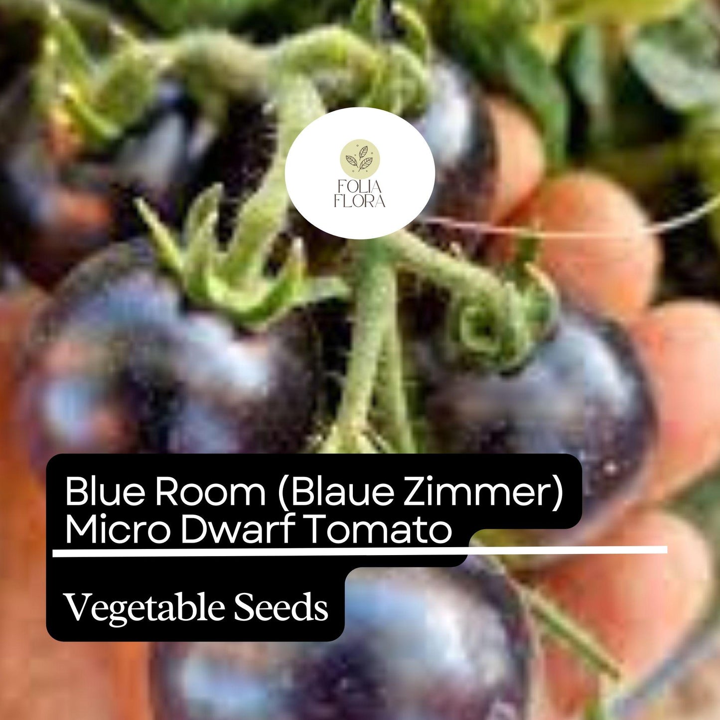 15 Blue Room (Blaue Zimmer) Micro Dwarf Tomato Seeds (Solanum lycopersicum) – Heirloom, Non-GMO, Compact & High-Yield