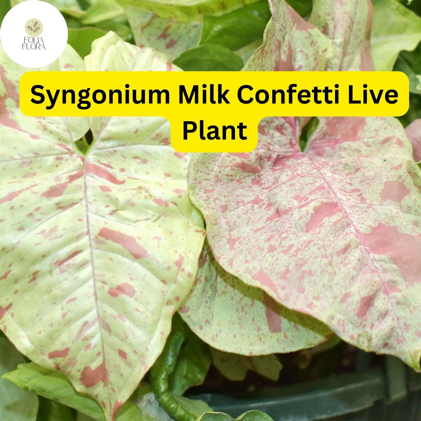 1 Syngonium podophyllum 'Milk Confetti' - Live Arrowhead Plant in 4" Pot - Well-Rooted Indoor Houseplant