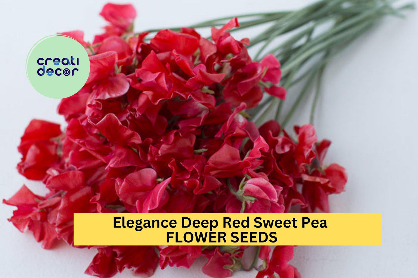 50+ Elegance Deep Red Sweet Pea Seeds – Rich Crimson Fragrant Blooms for Garden Planting, Climbing Vines for Trellises – USA