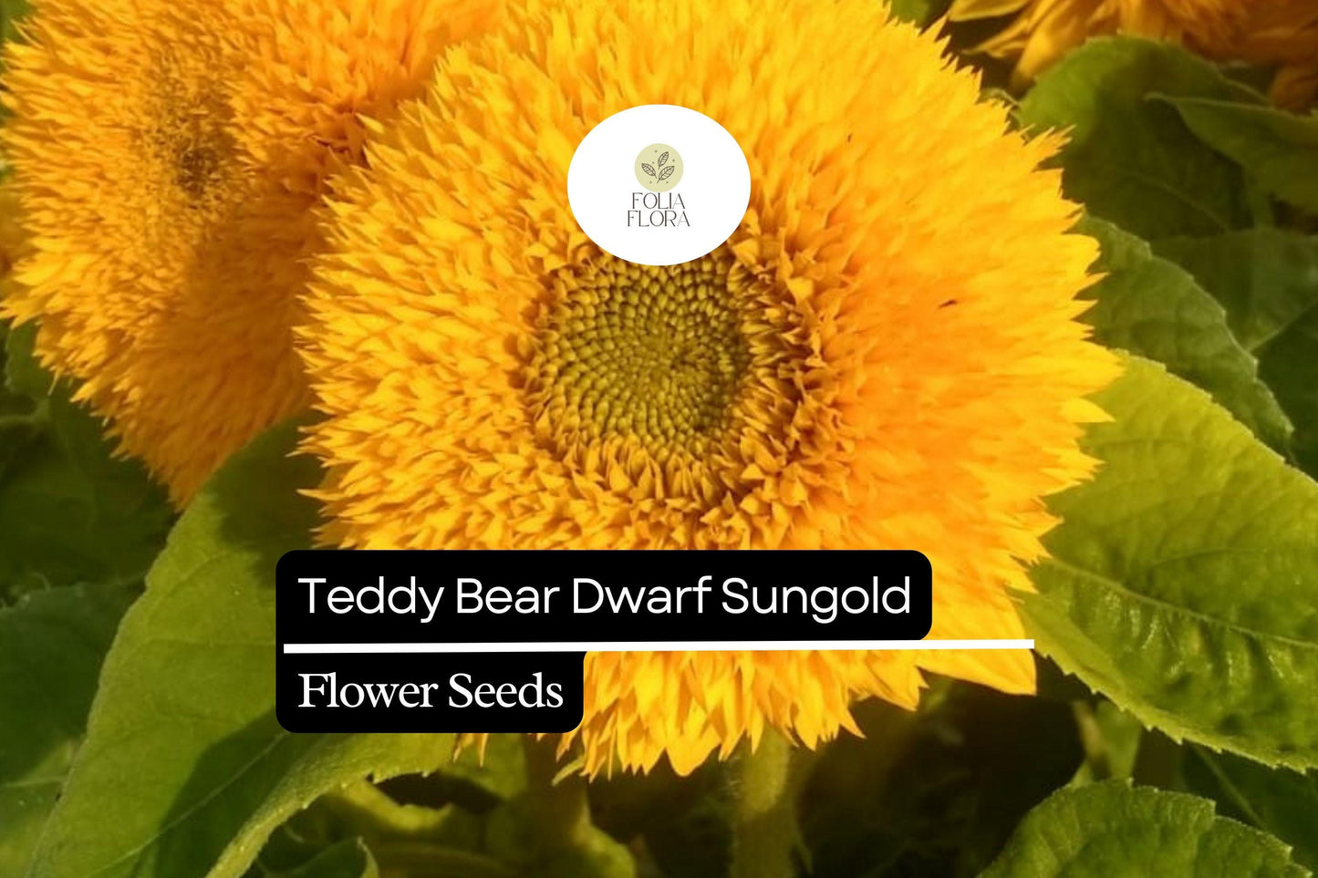 1g Teddy Bear Dwarf Sunflower Seeds, Sungold, Compact Double-Blooming Sunflowers