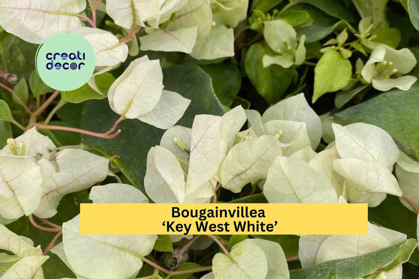 Bougainvillea ‘Key West White’ | Live Rooted Starter Plant | White Flowering Vine for Outdoor Garden, Patio Pots & Landscaping