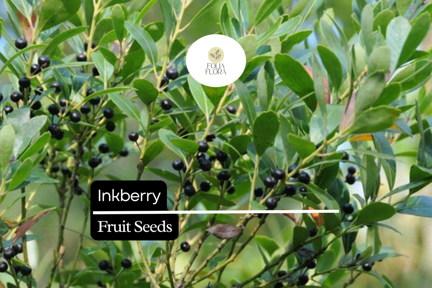 Inkberry Seeds (Ilex glabra) | 25 Seeds | Evergreen Shrub for Wildlife & Year-Round Interest