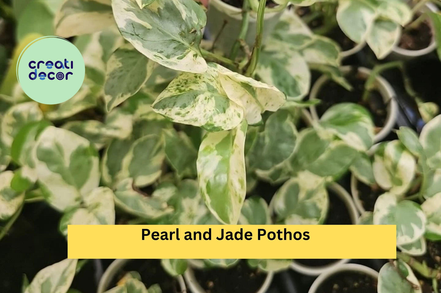 Pearl and Jade Pothos – Epipremnum aureum – Rooted Live Indoor Plant (No Cutting) – Easy Care Variegated Vine for Home Decor