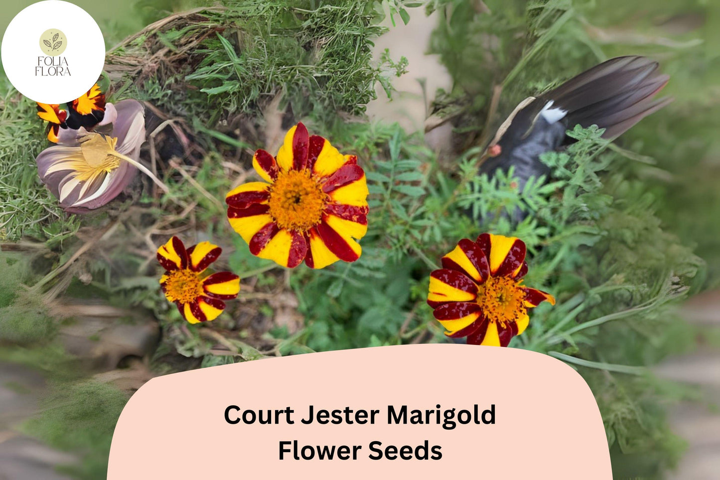 25+ Court Jester Marigold Seeds | Unique Striped French Marigold | Heirloom Flower Seeds for Garden Planting