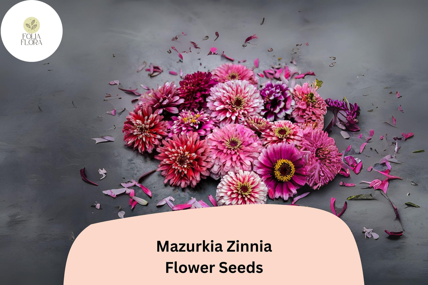 Mazurkia Zinnia Seeds: Pink & White Bicolor Blooms, Pollinator Garden