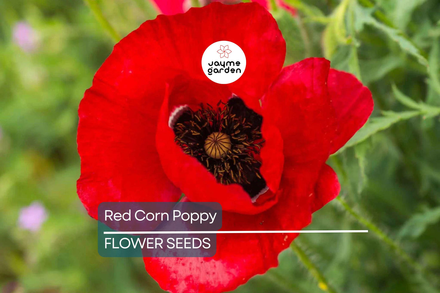 3000 Red Corn Poppy Seeds - Papaver Rhoeas, Bright Red Blooms, Free Shipping